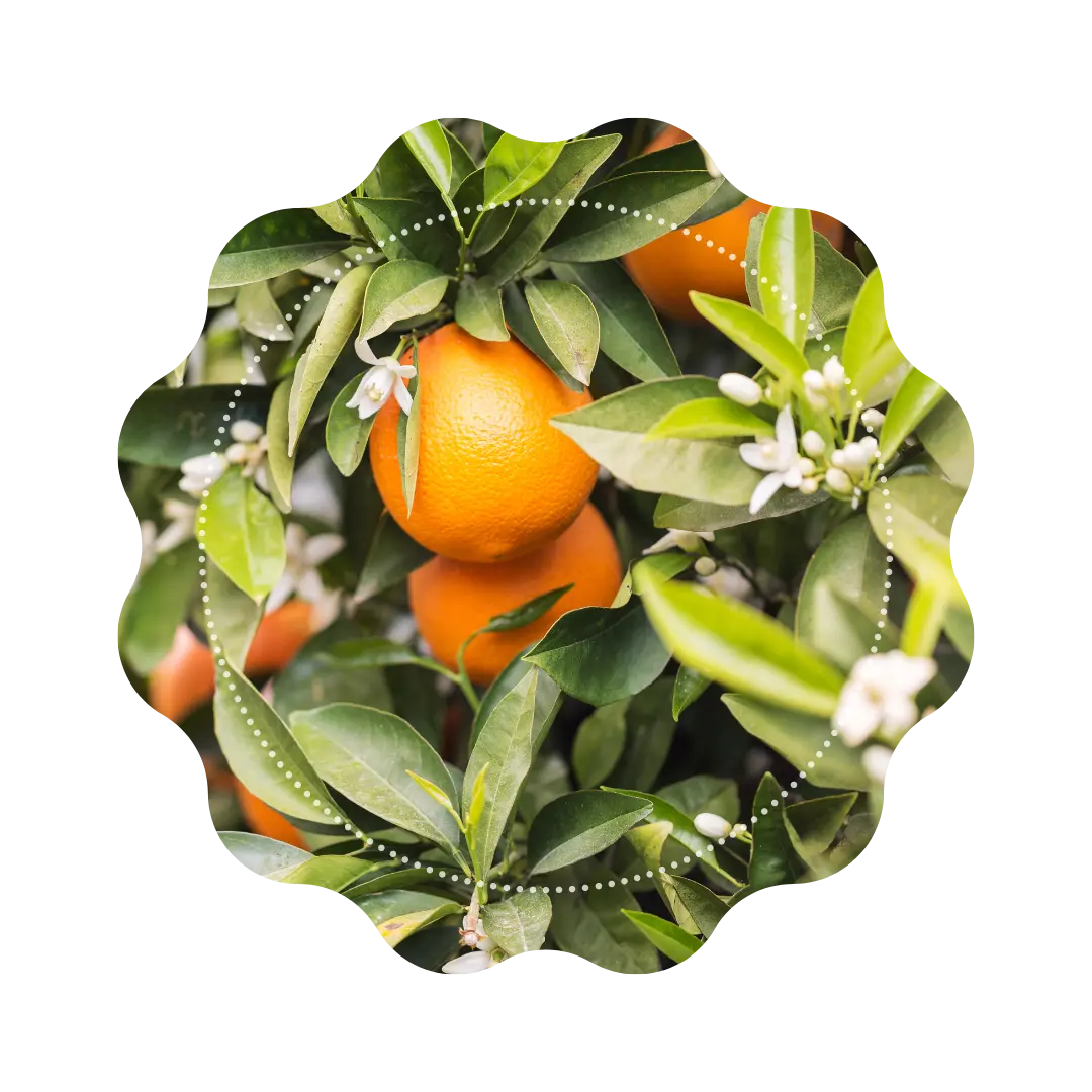 Navette Fleur d&