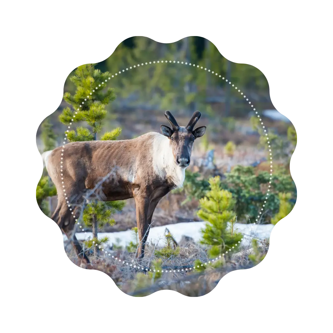 Sur les traces des Caribous 🍁 CaminaTea