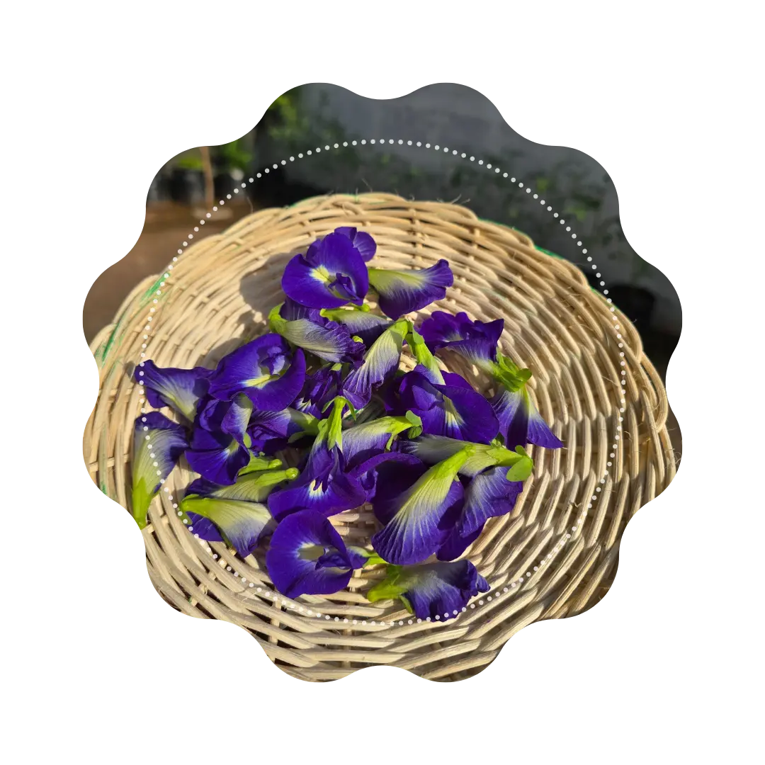 🌸 Butterfly Pea – Fleur Bleue d’Asie 🦋 CaminaTea