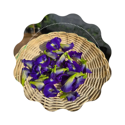 🌸 Butterfly Pea – Fleur Bleue d’Asie 🦋 CaminaTea