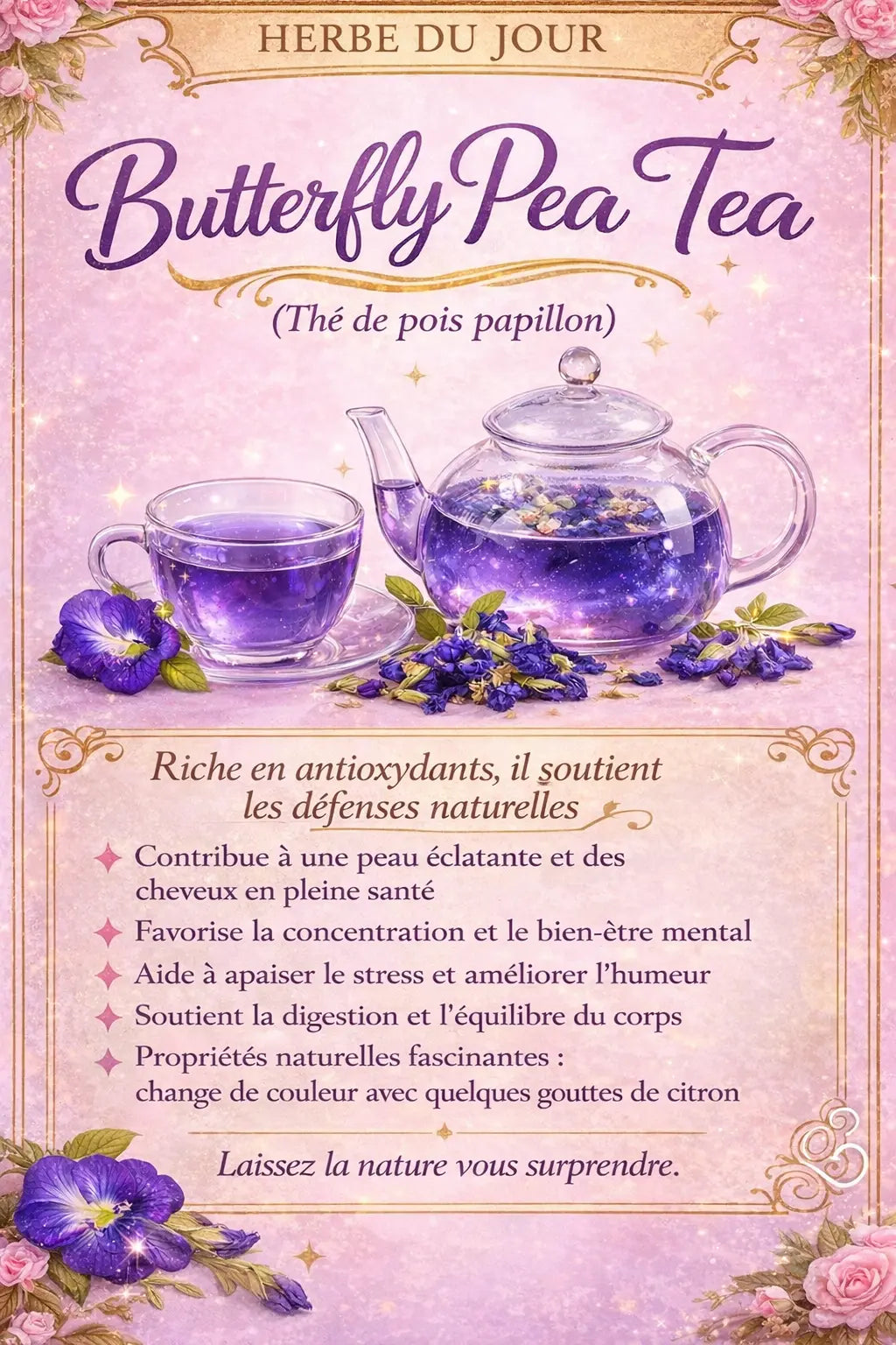 🌸 Butterfly Pea – Fleur Bleue d’Asie 🦋 CaminaTea