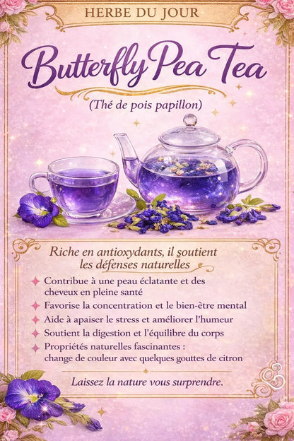 🌸 Butterfly Pea – Fleur Bleue d’Asie 🦋 CaminaTea