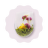 Fleur de Thé "Fraise" CaminaTea