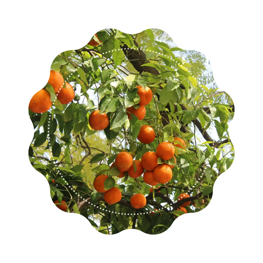 Infusion - "Jardin Mentonnais" 🌳🍊 CaminaTea