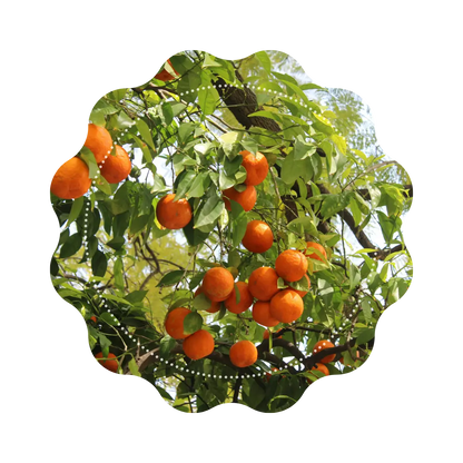 Infusion - &quot;Jardin Mentonnais&quot; 🌳🍊 CaminaTea