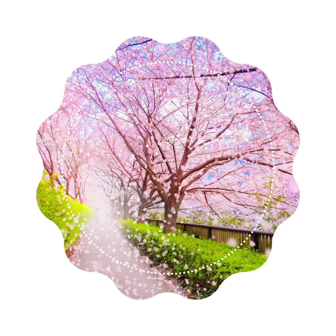 Thé Vert - Cherry Flowers 🍒 CaminaTea