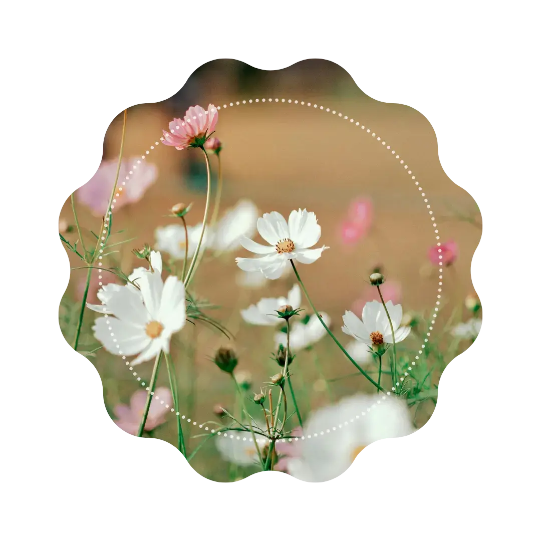 Thé Vert - Rosée de Printemps 🌷 CaminaTea