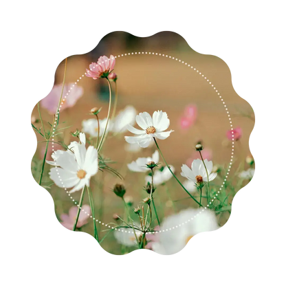 Thé Vert - Rosée de Printemps 🌷 CaminaTea